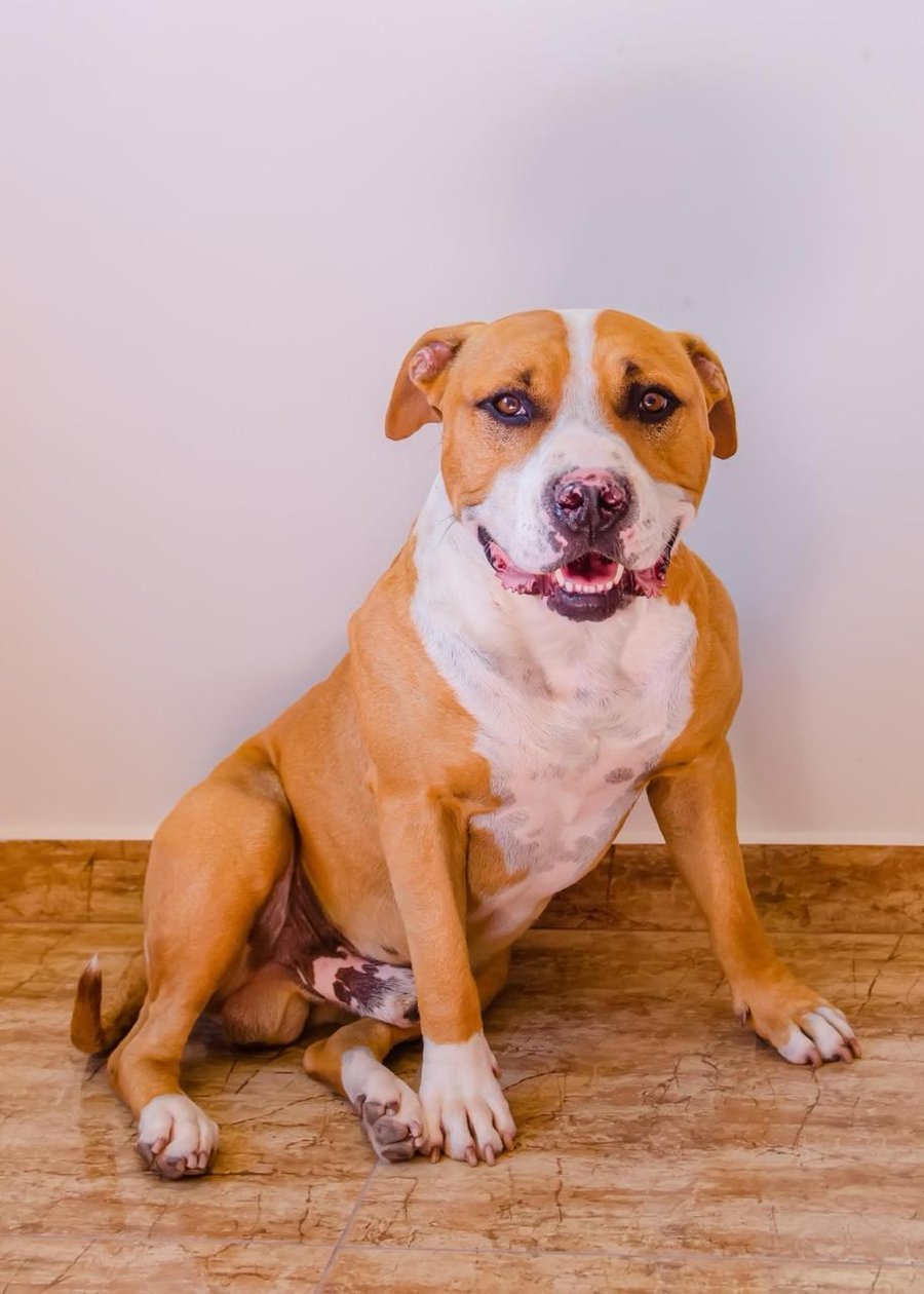 Zeus, o pitbull da Cristiane, cujo diagnóstico deu origem à NatureVet Pharma
